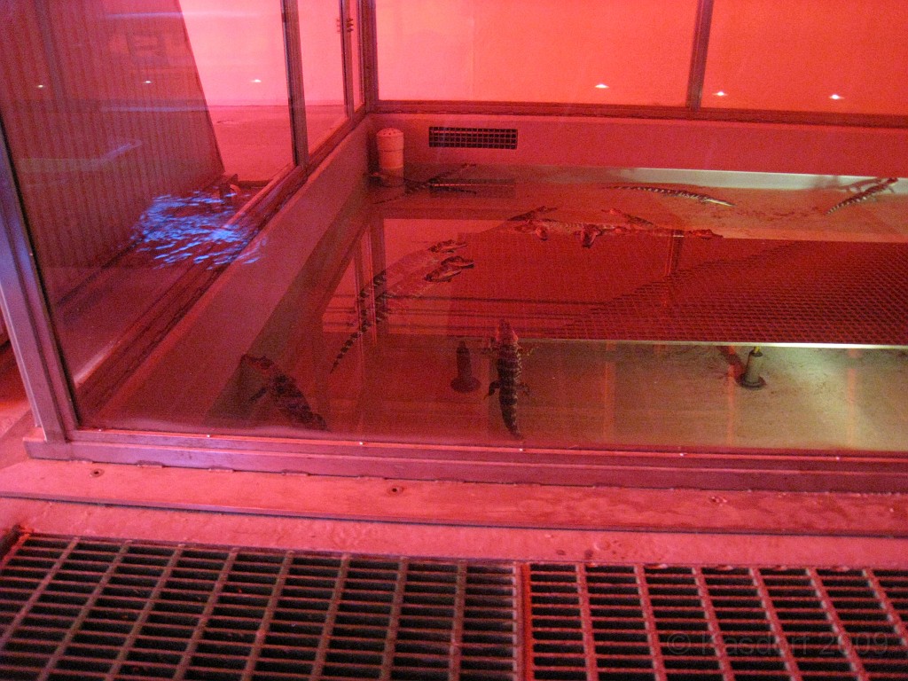 Disney 2010 D3 0480.jpg - January 9-11, 2010 Disney World Florida. Monday, up and ready to roll, took shuttle to Epcot. Caught a couple shows and took a lot of pictures. Finally had to call it a day to get to our plane to go home.